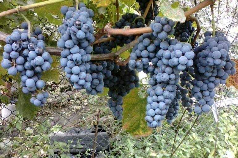 Ркацители (rkatsiteli) - сорт винограда