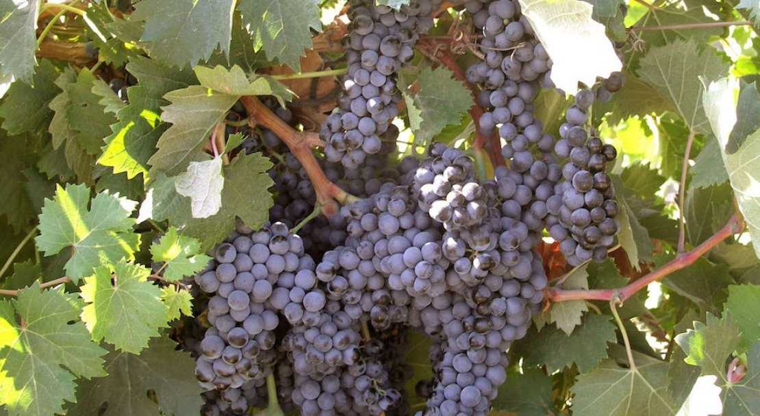 Виноград северный саперави: описание сорта, фото, отзывы