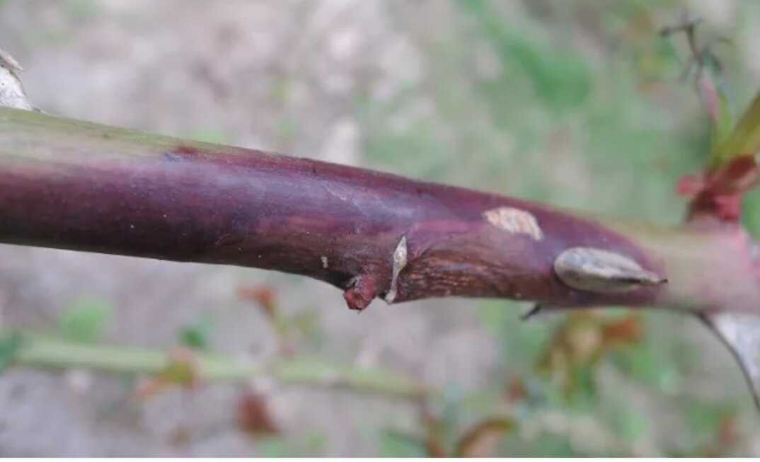 Распространенные болезни вишни: фото и лечение