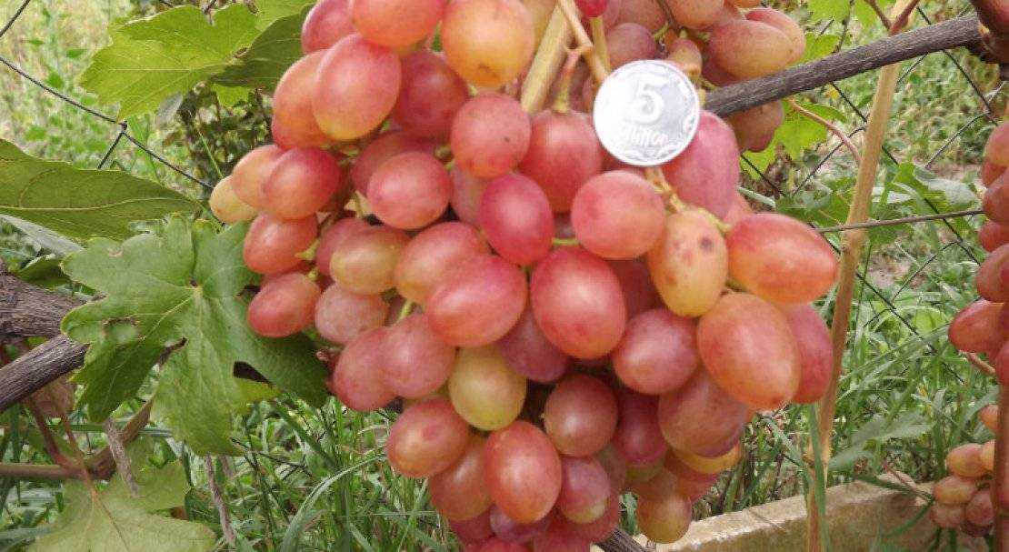 Виноград румба: описание сорта с характеристикой и отзывами, особенности посадки и выращивания, фото