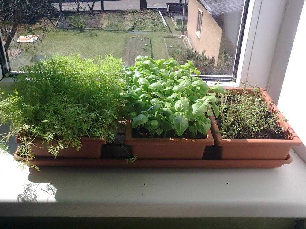 Выращивание зелени на подоконнике зимой - лук, петрушка, укроп, салат