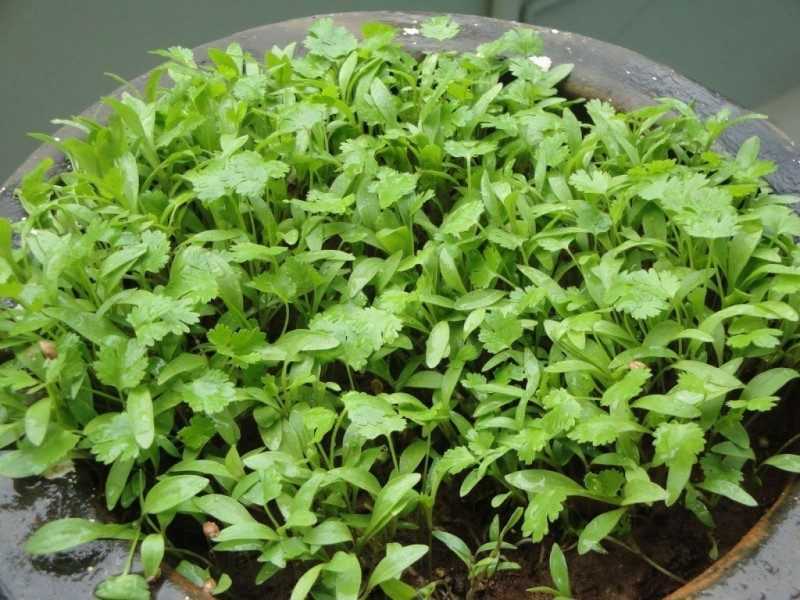 Кинза (кориандр): выращивание из семян на подоконнике