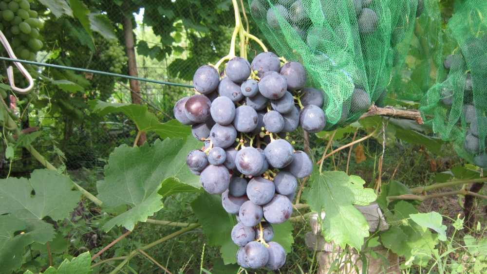Виноград кубань: описание, выращивание, отзывы, фото и видео