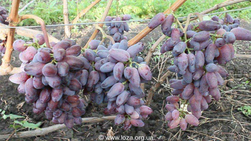 Виноград байконур — удачная новинка, появившаяся несколько лет назад