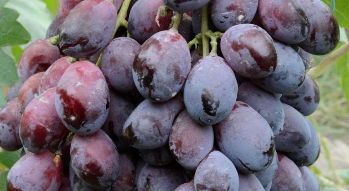 Сорт винограда лидия