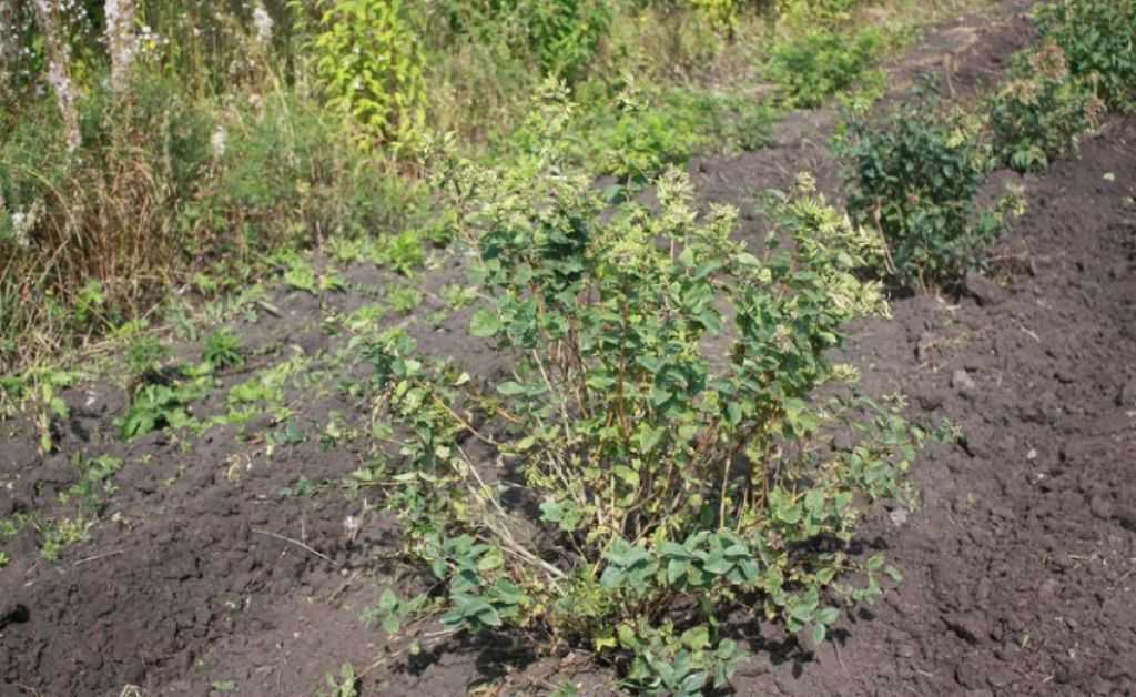 Как посадить актинидию весной и осенью: сроки и правила посадки саженца в открытый грунт