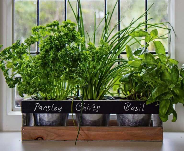 Выращивание зелени зимой и круглый год на подоконнике: как и что можно вырастить, посадка и уход
