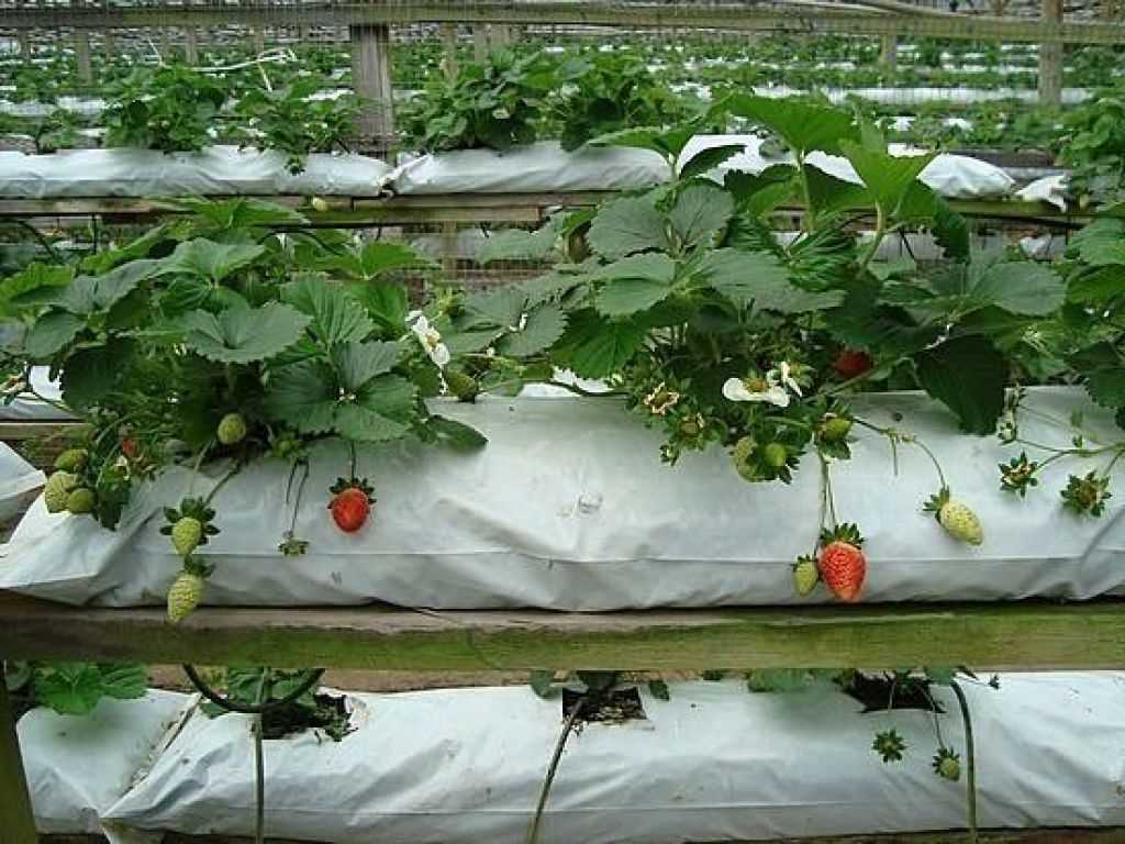 Технология выращивания клубники в теплице круглый год – дачные дела