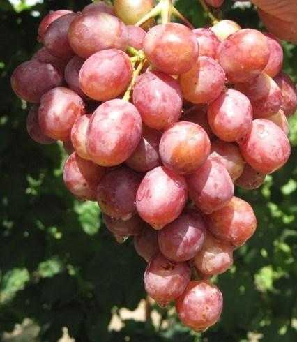 Виноград гурман: описание, отзывы, правила выращивания, фото