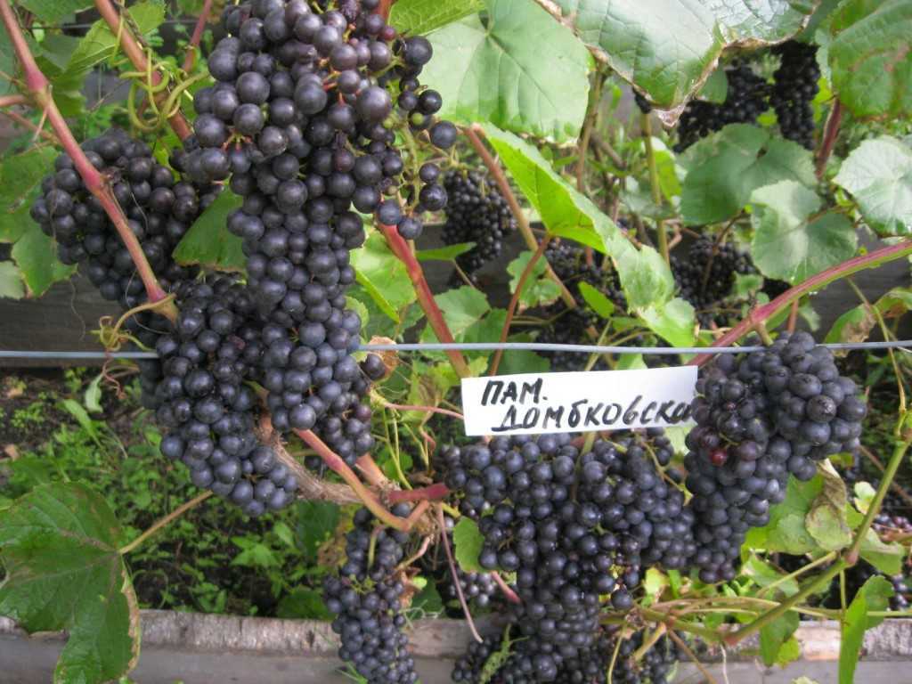 Зимостойкий сорт винограда памяти домбковской - сорта винограда, универсальные | описание, советы, отзывы, фото и видео