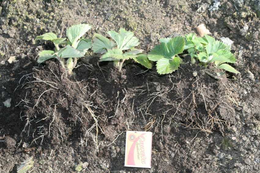 Выращивание клубники на дачном участке: разнообразие способов и советы по уходу