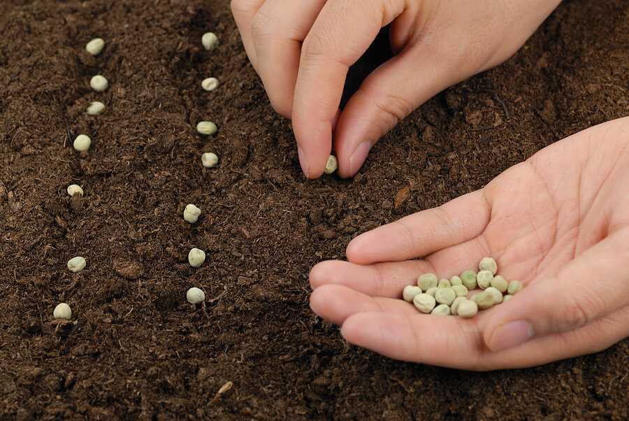 Всё про выращивание пастернака из семян: посадка, уход в открытом грунте, сбор урожая