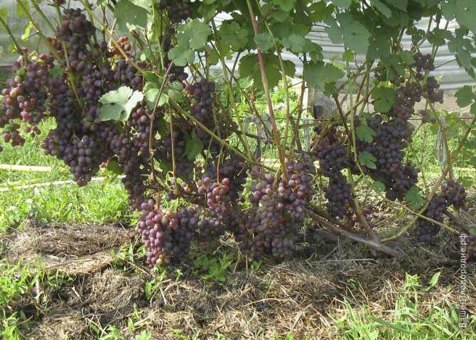 Виноград лидия: описание сорта, фото, отзывы