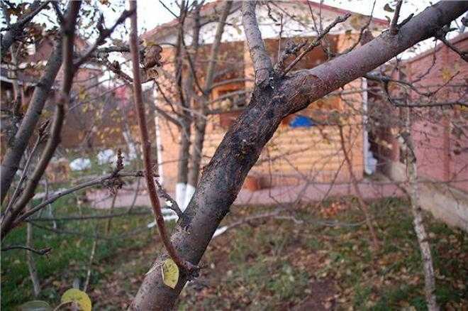 Вишня сохнет: что делать, как спасать? причины засыхания листьев и веток вишни: помочь погибающему косточковому дереву