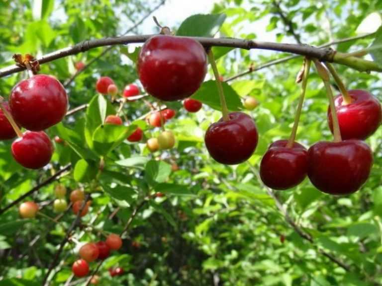 Описание сорта вишни уральская черешенка, регионы для выращивания, посадка и уход - всё про сады