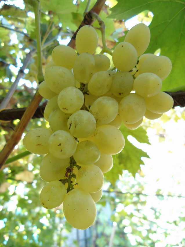 Виноград русбол улучшенный: описание сорта, характеристики, особенности