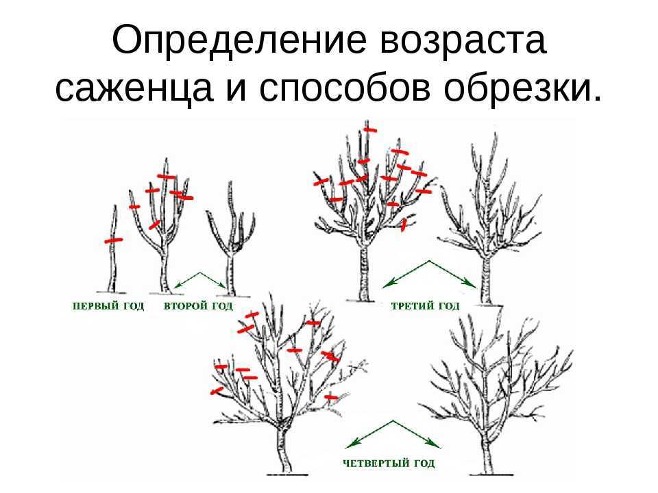 Эти разные черемухи. как посадить и вырастить красивое дерево?