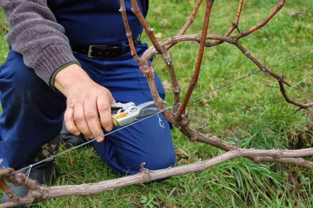 Уход за виноградом осенью: обрезка на зиму, правила полива
