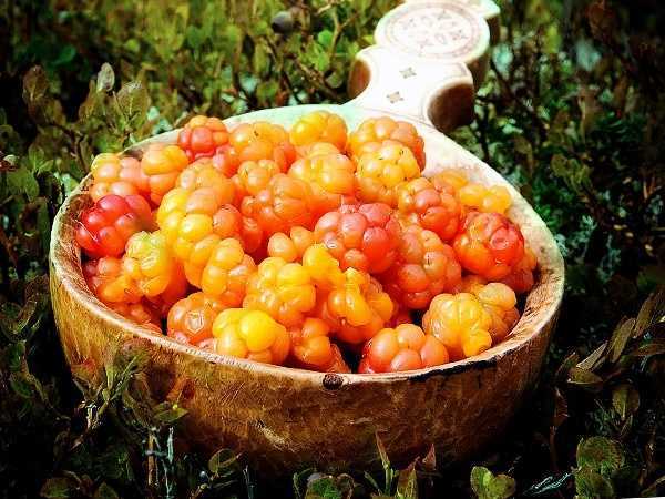 Морошка: полезные свойства царской ягоды