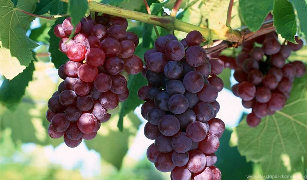 Виноград "лидия": описание сорта, фото, отзывы