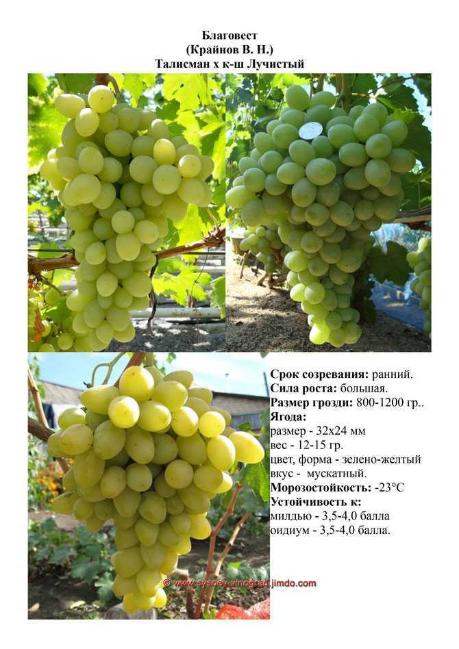 Описание столового сорта винограда " благовест"