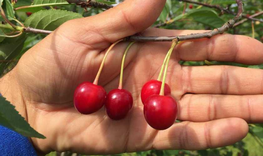 Сорт вишни уральская рубиновая