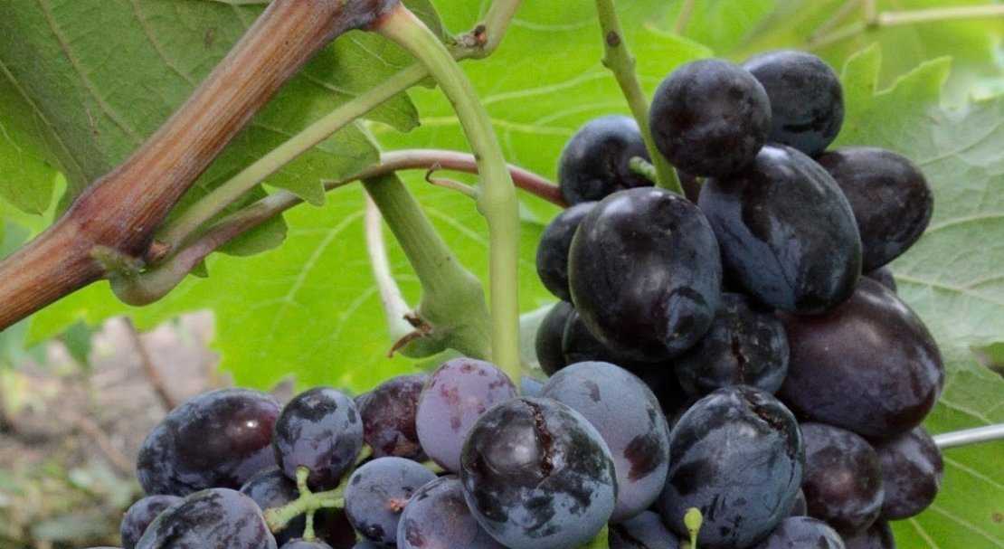 Подробное описание винограда сорта "фуршетный", фото и видео