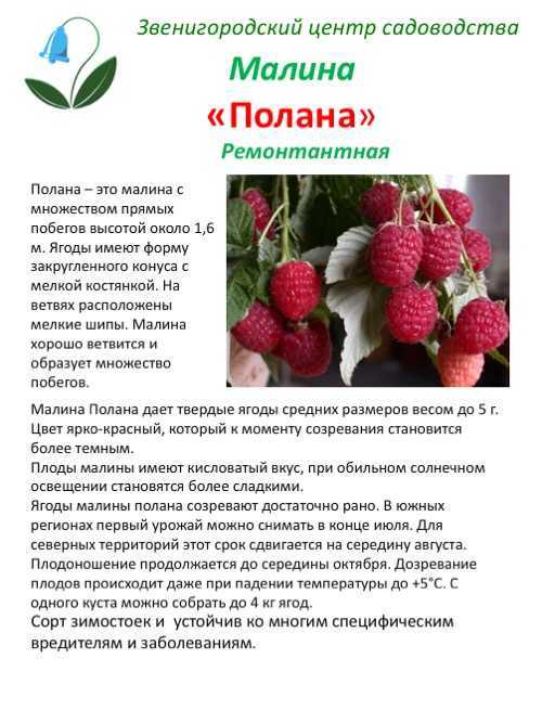 Описание и характеристики сорта малины маросейка, выращивание и уход