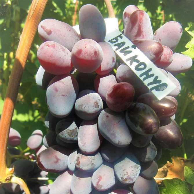Описание сорта винограда байконур, характеристика и фото