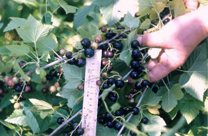 Сорт черной смородины экзотика – характеристика и особенности агротехники
