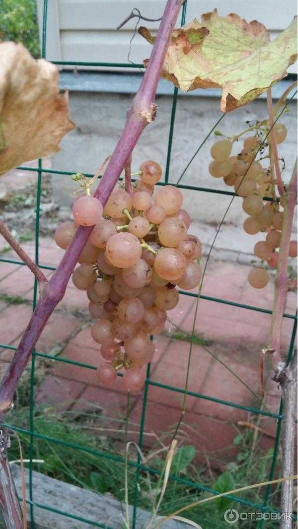 Технический сорт винограда «платовский»