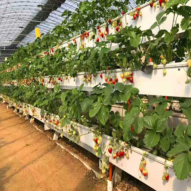 Клубника - выращивание в теплице круглый год: выбор сорта и технология разведения зимой русский фермер
