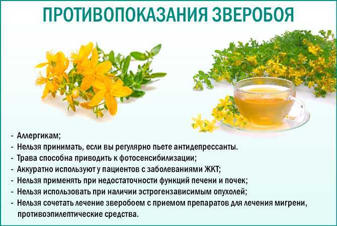 Листья брусники – лечебные свойства и противопоказания, отвар и настои — med-anketa.ru