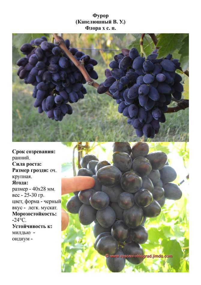 Сорт винограда «фурор»: крупные ягоды и морозостойкость черного винограда