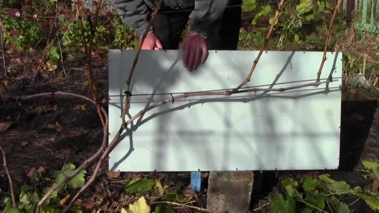 Как ухаживать за виноградом осенью, чтобы был хороший урожай?