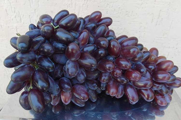 Виноград байконур: описание сорта, фото