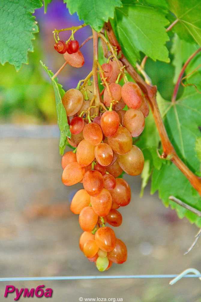 Румба форма винограда