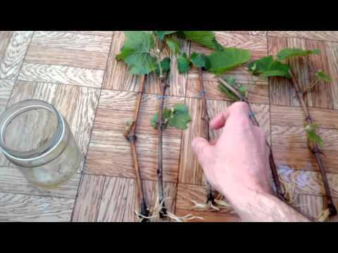 Особенности проведения посадки черенков винограда в грунт
