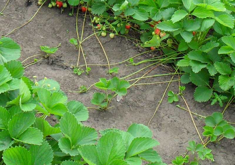 Правила посадки клубники осенью в открытый грунт