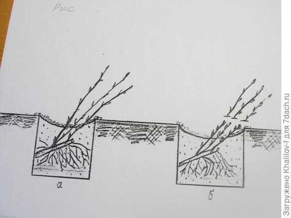 Краснолистная черёмуха виргинская: особенности выращивания и ухода
