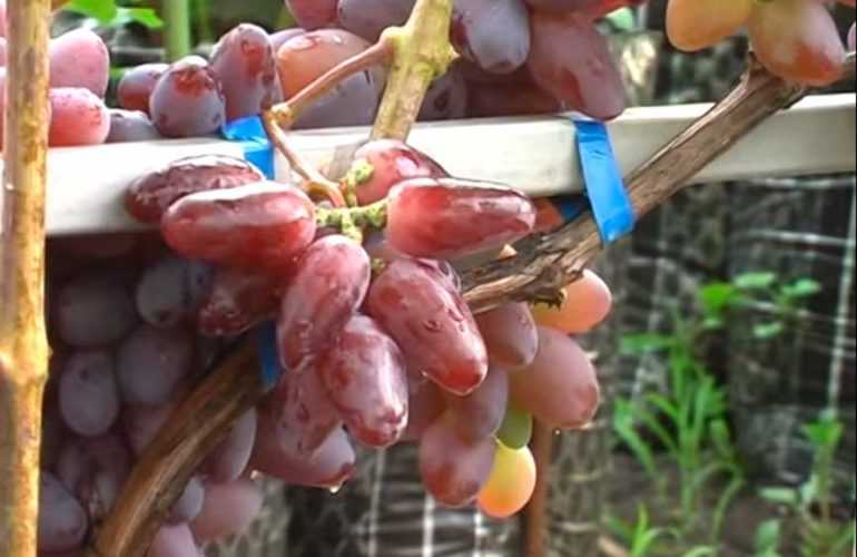 Виноград байконур: характеристика сорта, выращивание, фото, видео