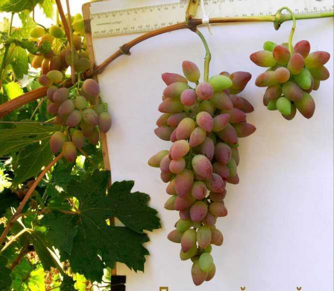 Виноград тимур – дачные дела