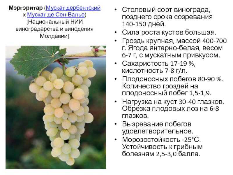 Виноград забава: описание сорта, характеристика, посадка и уход