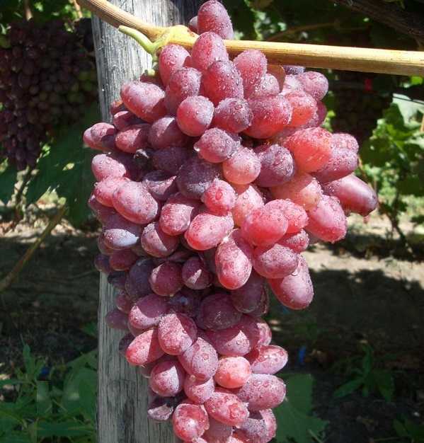 Байконур виноград: описание и характеристика сорта, выращивание и уход, болезни