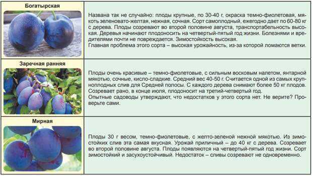 Посадка жимолости на Урале: основные этапы. Наиболее подходящие для культивирования сорта, описание. Агротехника выращивания, болезни и вредители, отзывы садоводов.