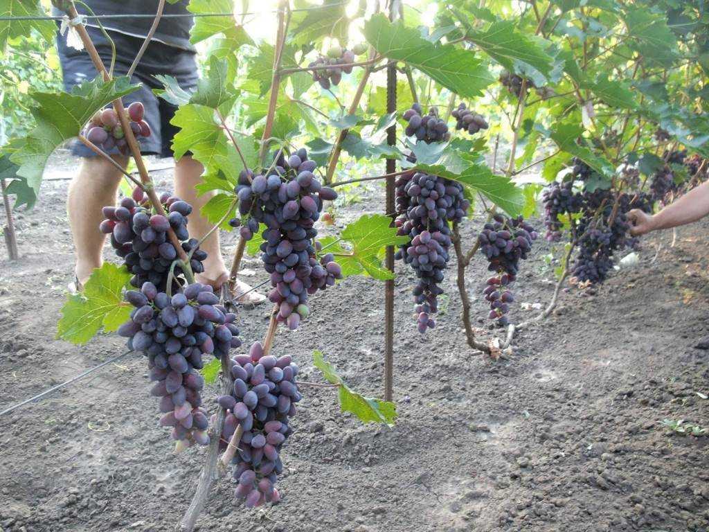 Виноград Долгожданный: описание сорта, фото, отзывы виноградарей. Рекомендации по выращиванию и уходу.