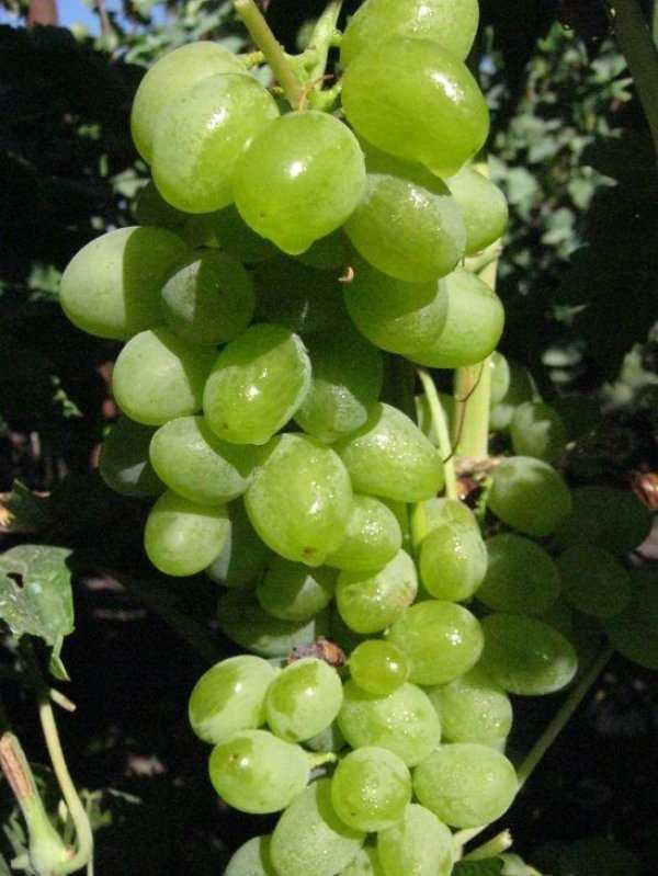 Виноград элегант: фото, описание сорта