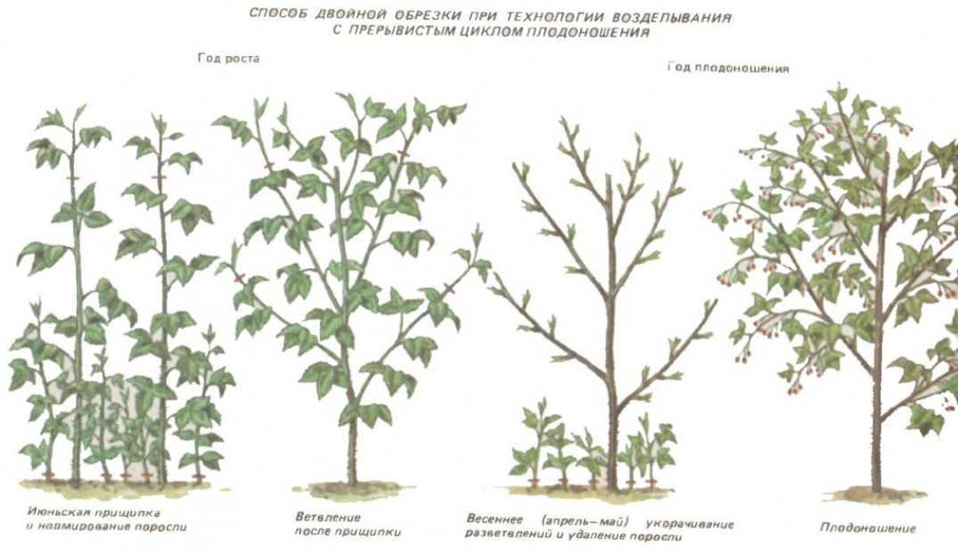 Малина пересвет: описание сорта, фото, отзывы - растения и огород