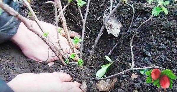 Крыжовник выращивание и уход в открытом грунте посадка весной и осенью фото и описание сортов
