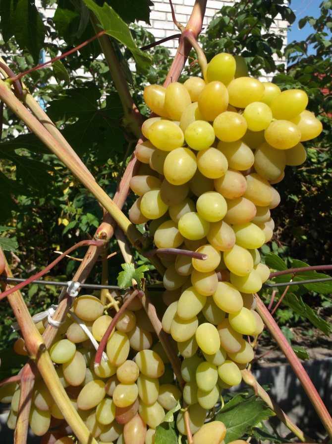 Описание сорта винограда румба: характеристика, особенности содержания